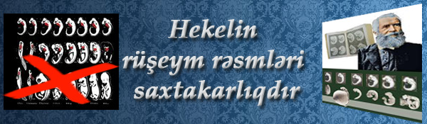 Hekelin rüşeym rəsmləri saxtakarlıqdır.